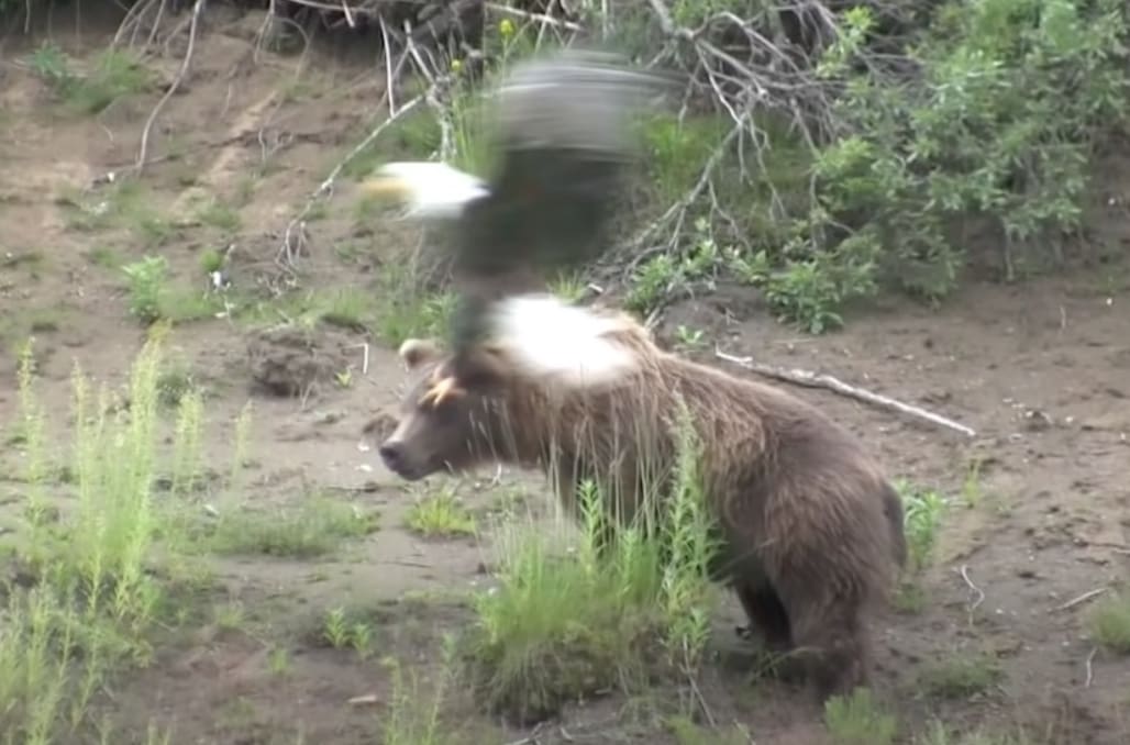 VIDEO: Bald Eagle Divebombs Grizzly (Goes Straight For The Eyes)