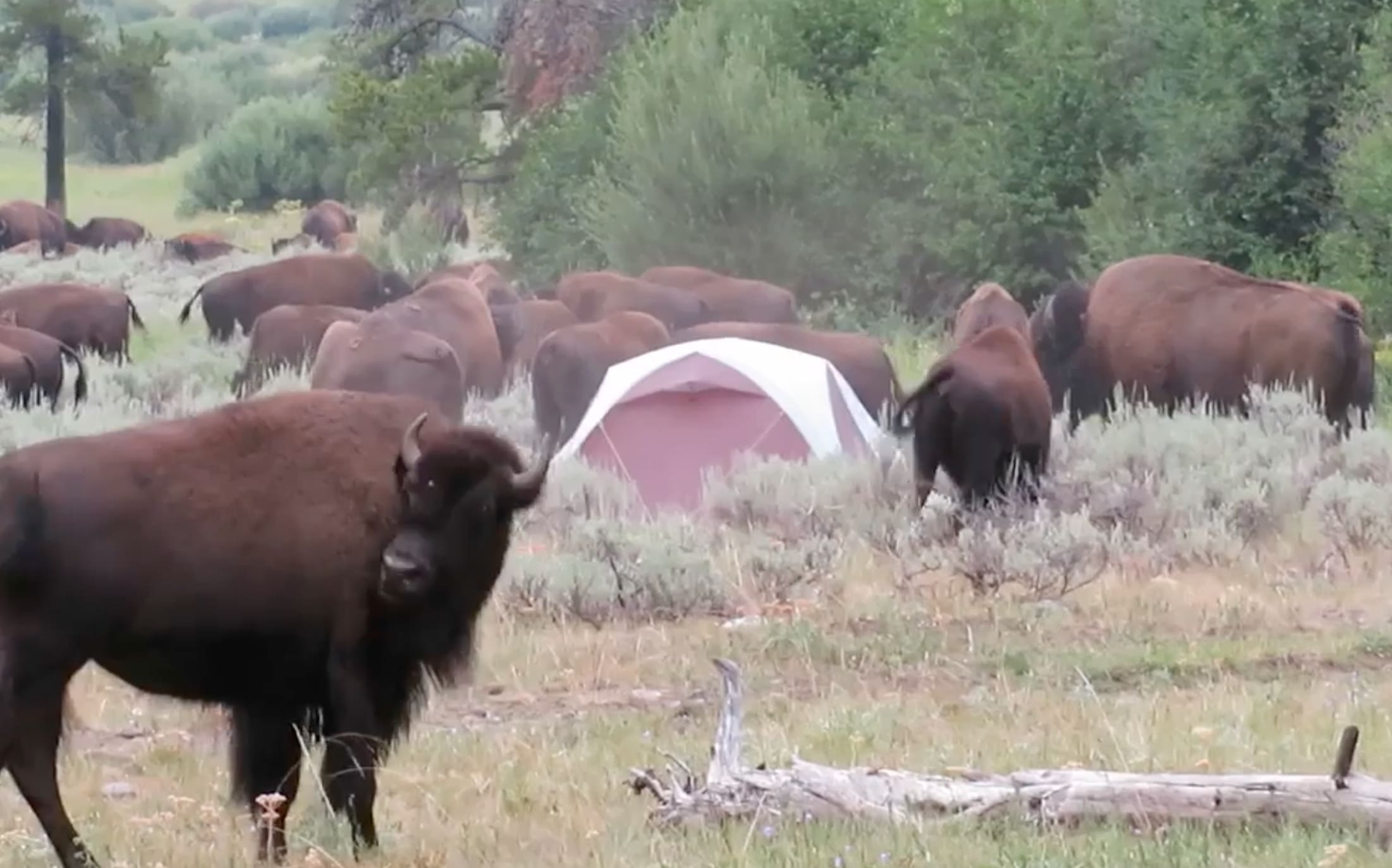 VIDEO: Yellowstone Backpackers Wisely Evacuate Campsite After Surrounded By Bison