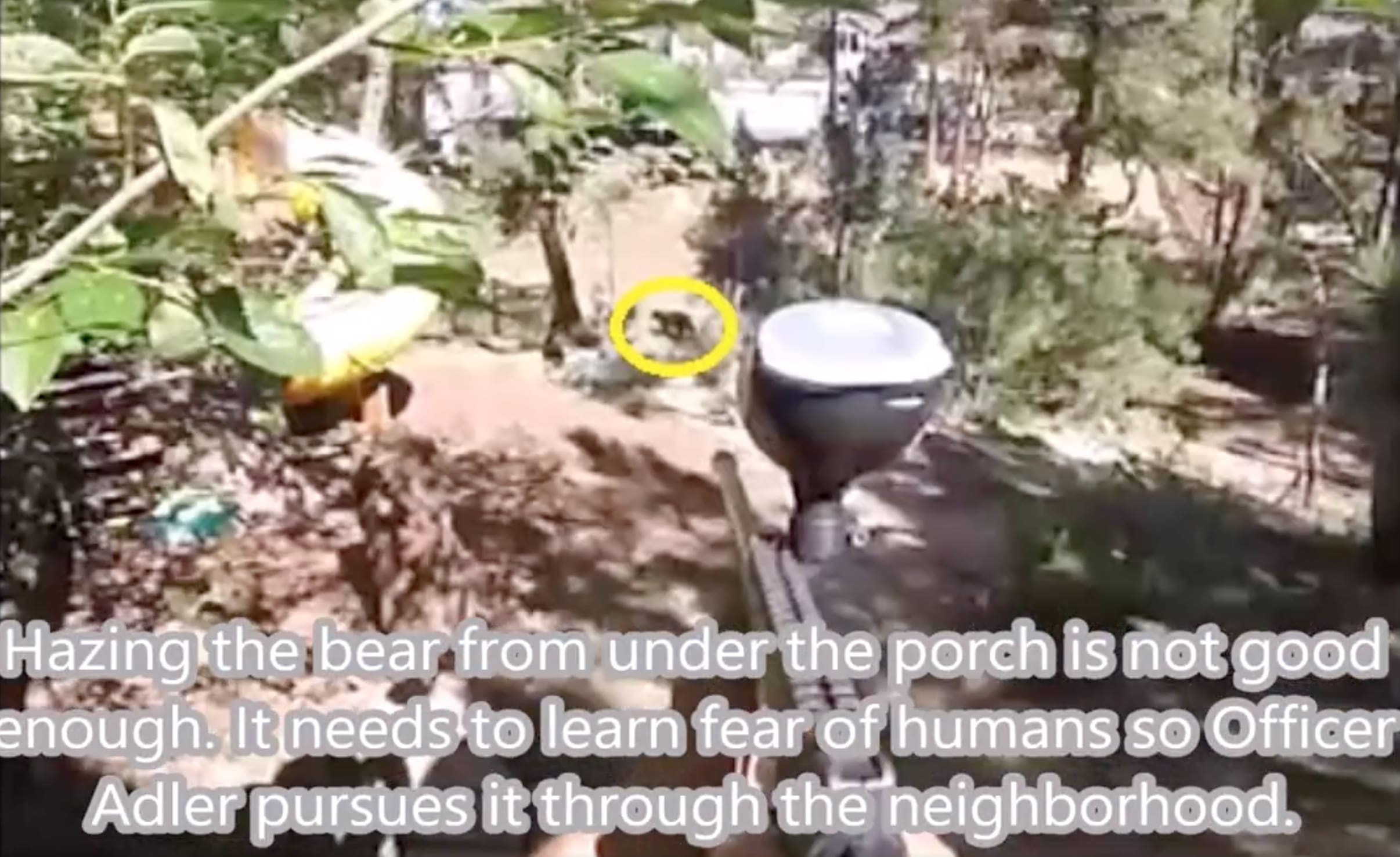 Colorado Springs Bear Hazed Using Paintball Gun & Pepper Rounds