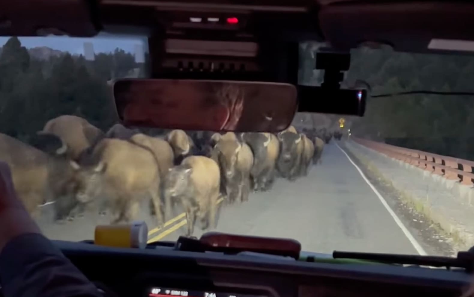 VIDEO: Bison Herd Causes Bridge To Bounce in Yellowstone