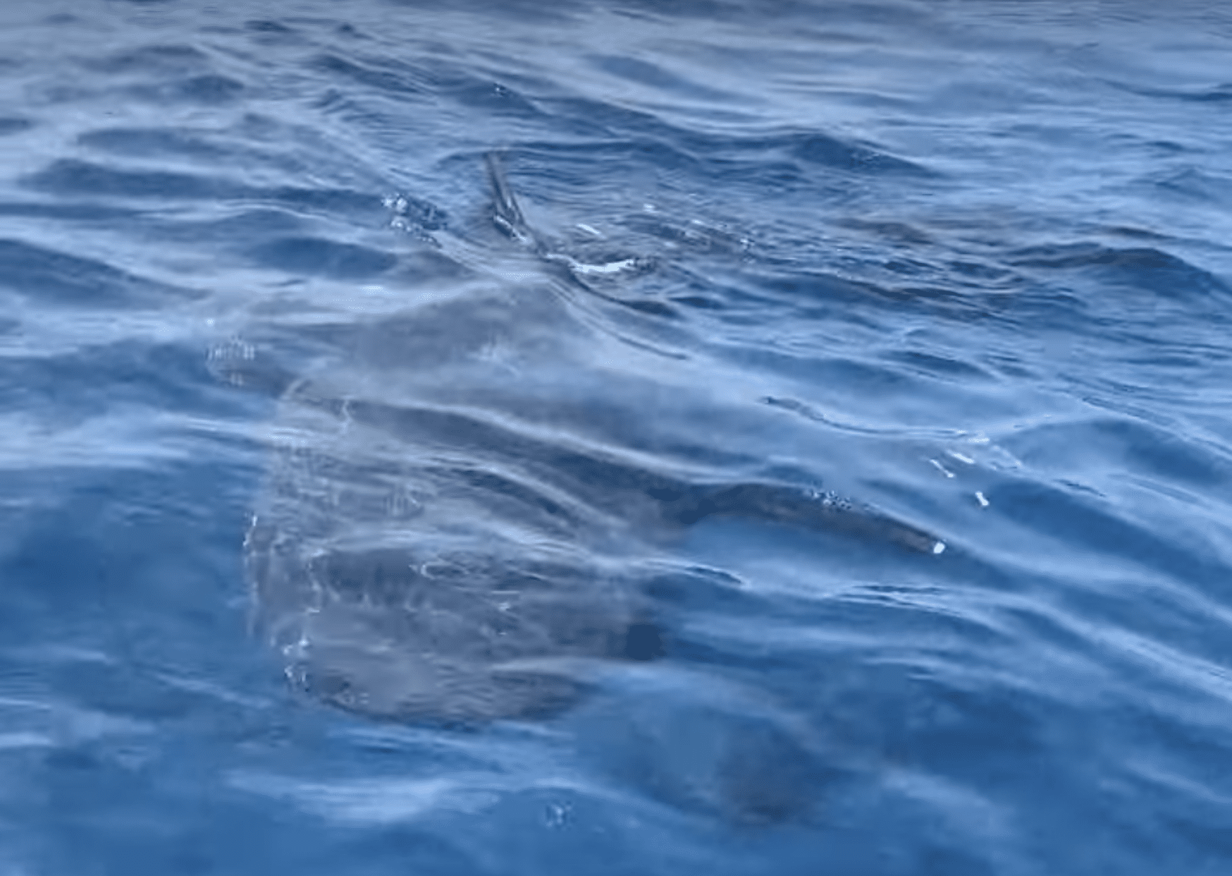 WATCH: Fishermen Spot Two Megamouth Sharks Together For The First Time
