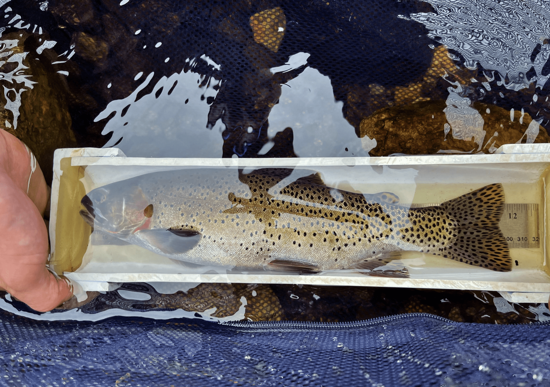 Once 'Extinct' Fish Found Naturally Reproducing In Colorado's Herman Gulch