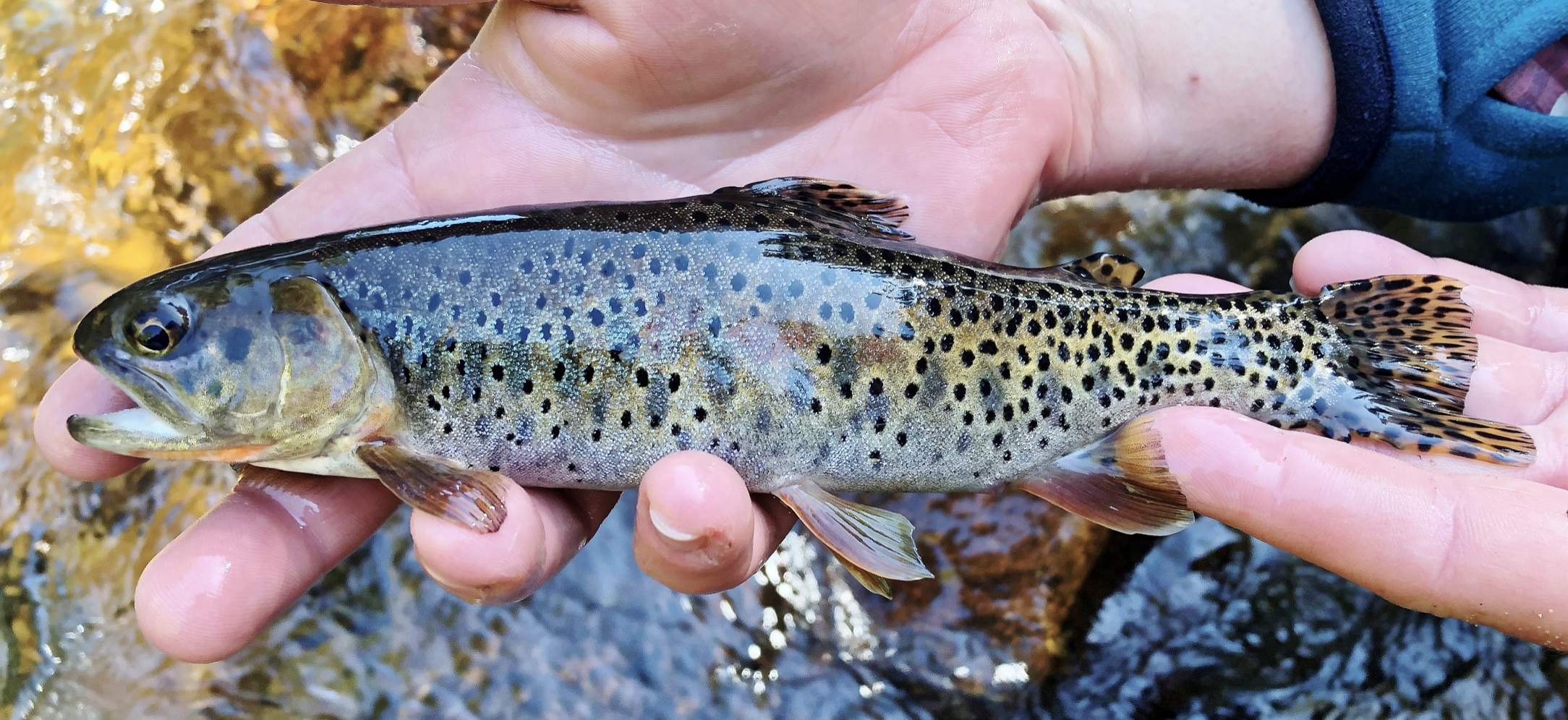 Once ‘Extinct’ Fish Found Naturally Reproducing In Colorado