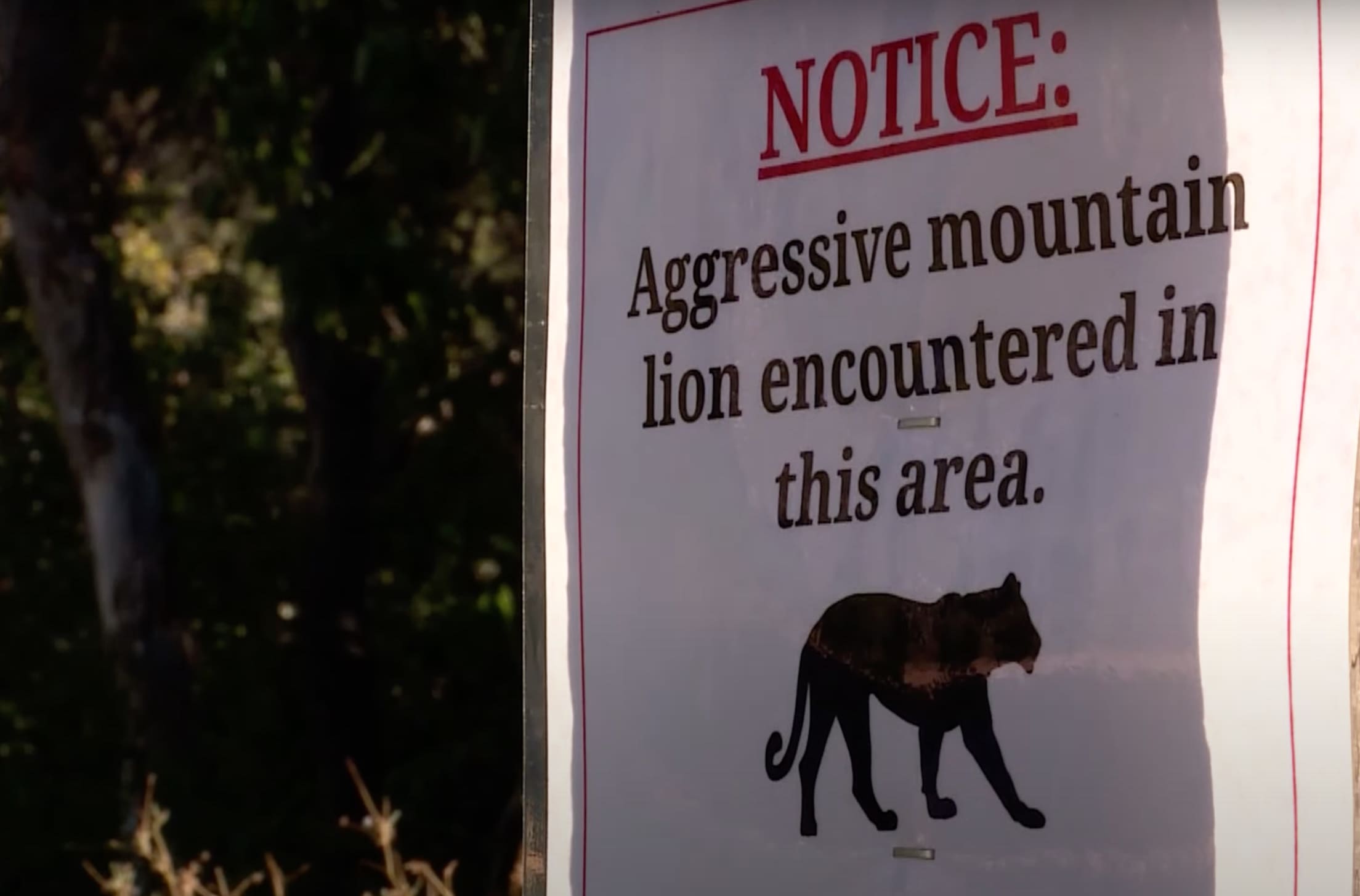 Utah Trail Runner Injured By Mountain Lion