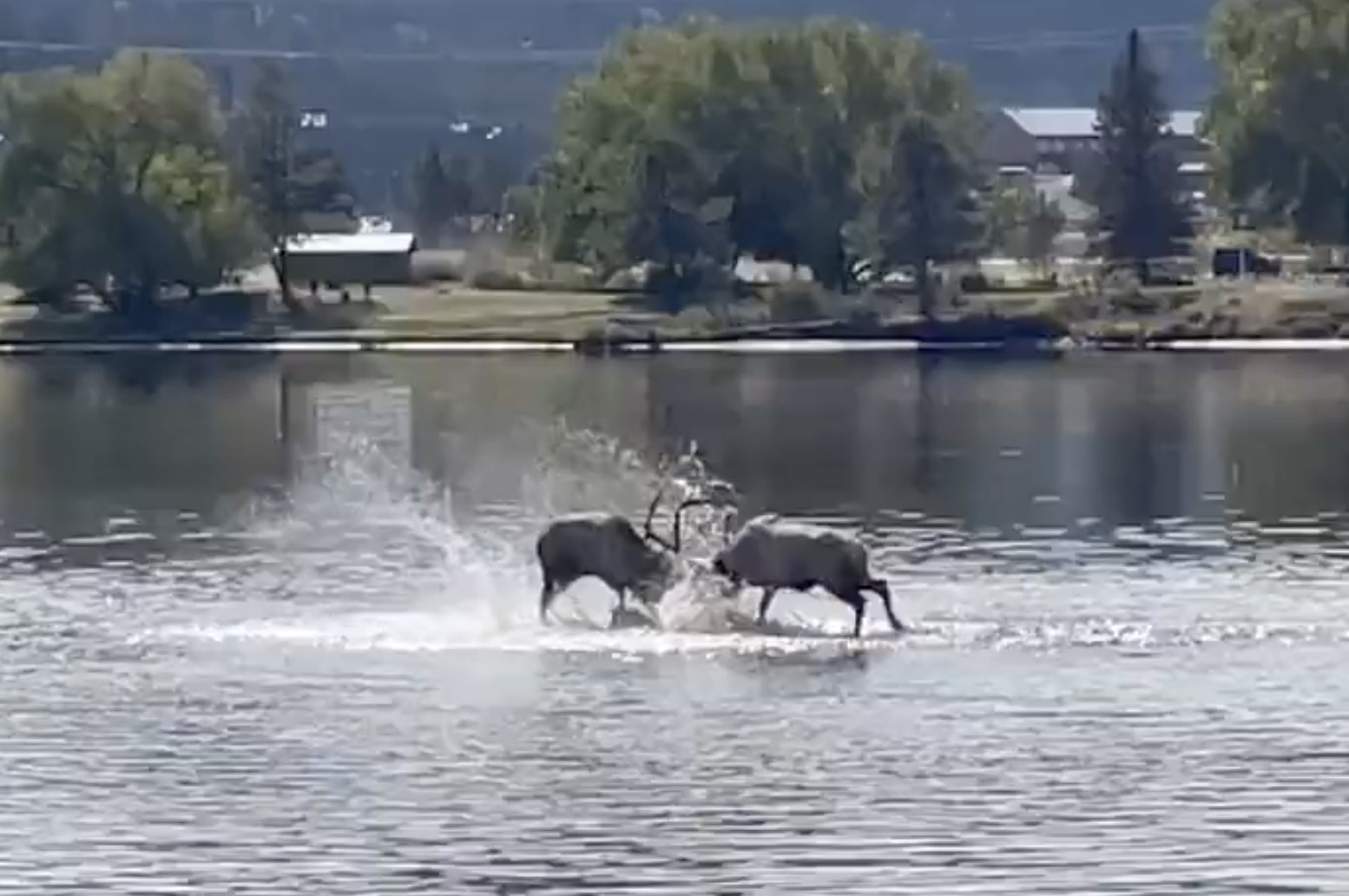 WATCH: Elk Battle In The Middle Of Lake Estes (Estes Park, CO)