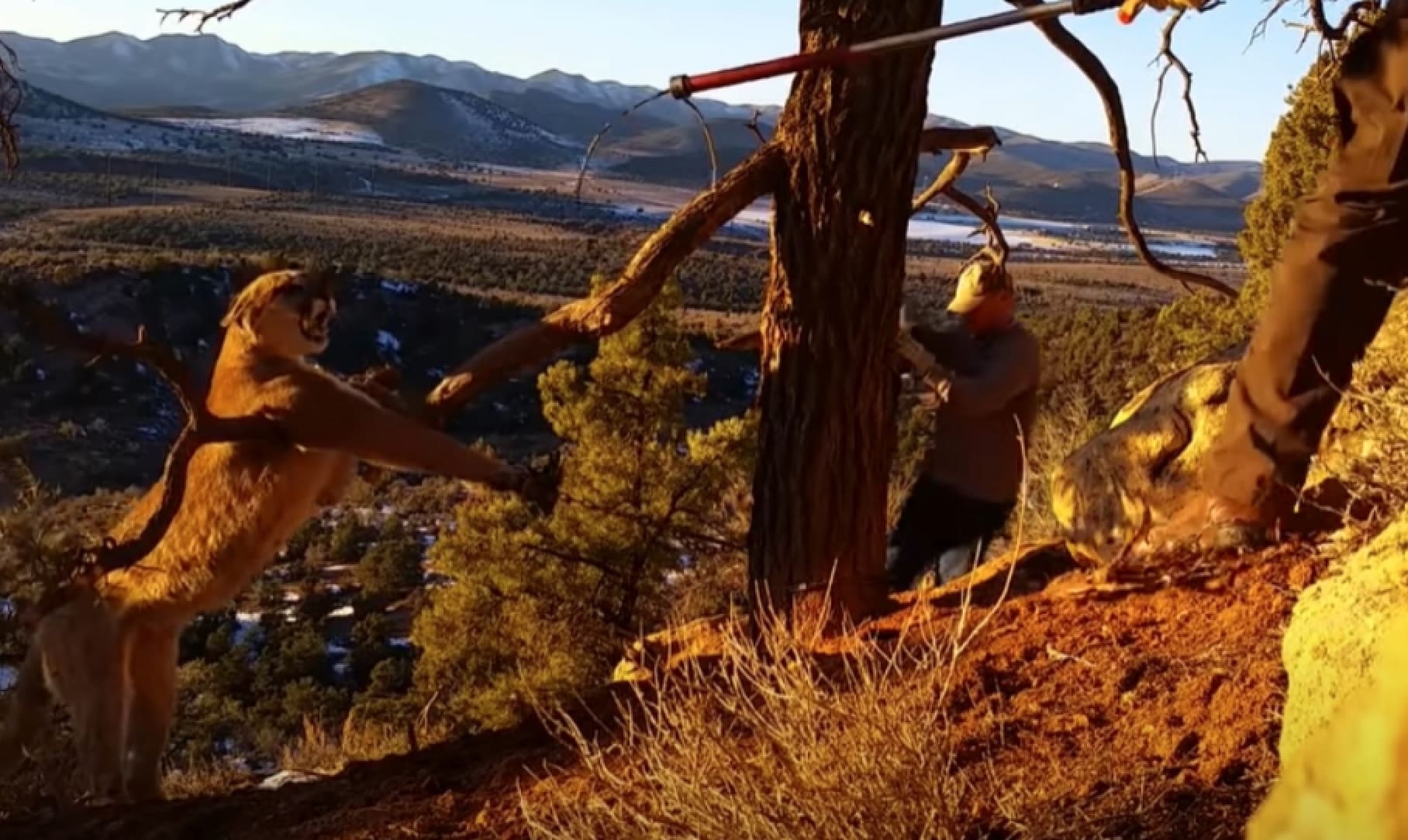 VIDEO: Pissed Off Mountain Lion Released From Trap By Brave Wildlife Officers
