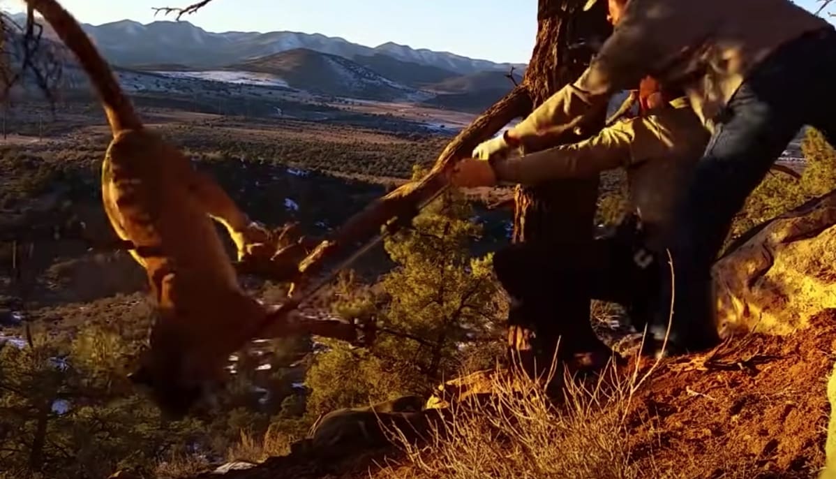 VIDEO Pissed Off Mountain Lion Released From Trap By Brave Wildlife Officer