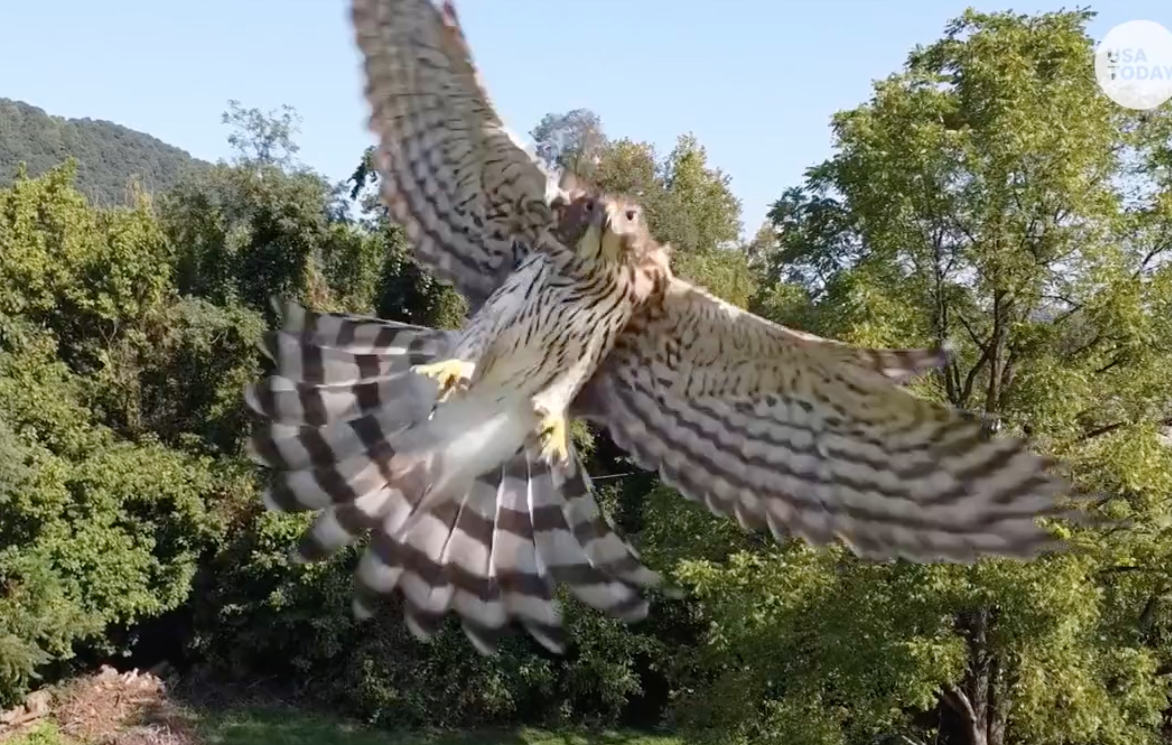 VIDEO: This Hawk Doesn't Like Sharing Its Airspace With Drones