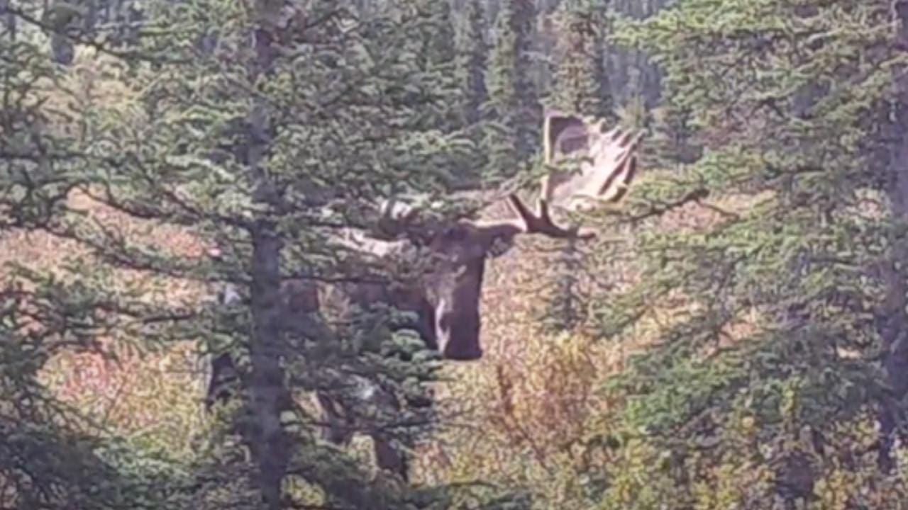 Bull Moose Bluff Charges Annoying Tourists (Video)