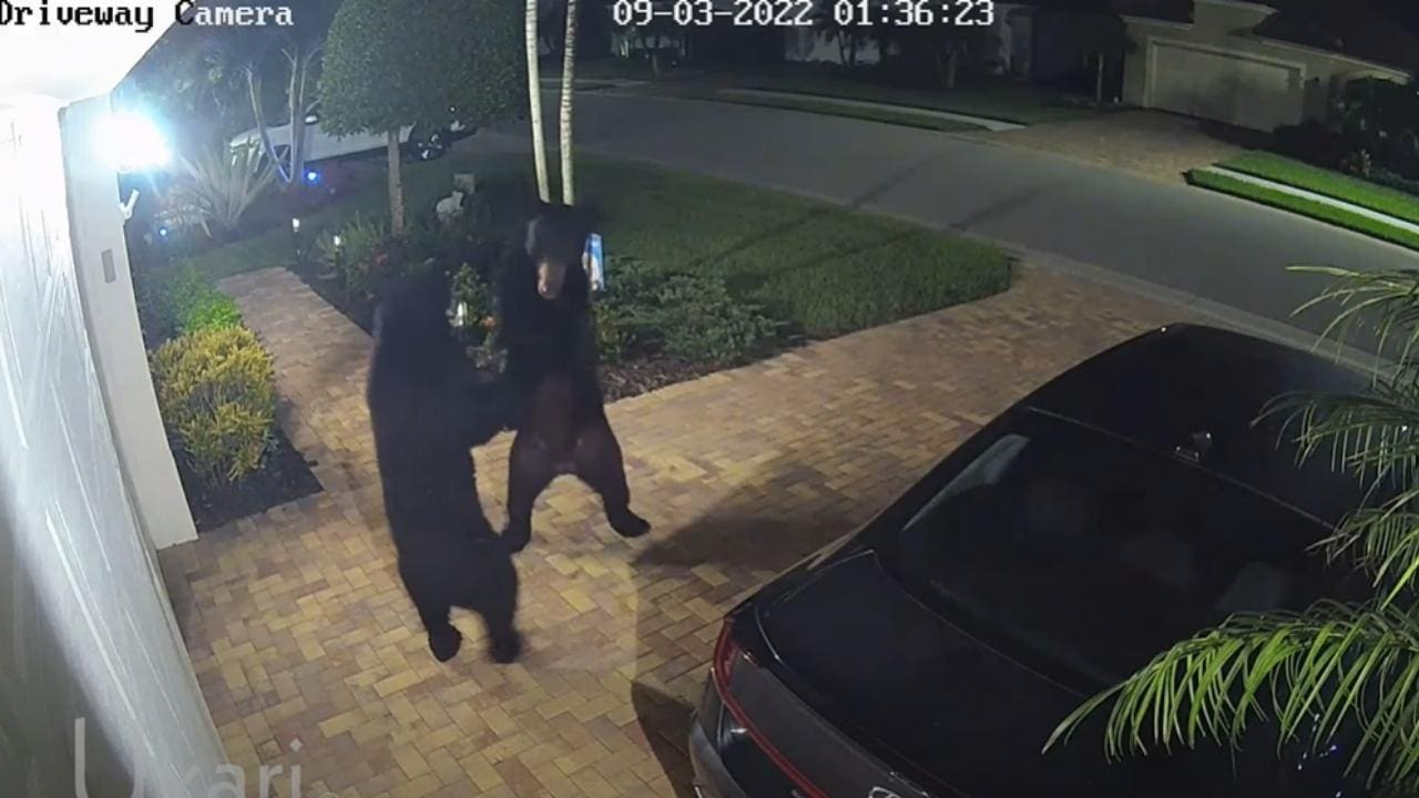 WATCH: Black Bears Wrestle In Florida Neighborhood