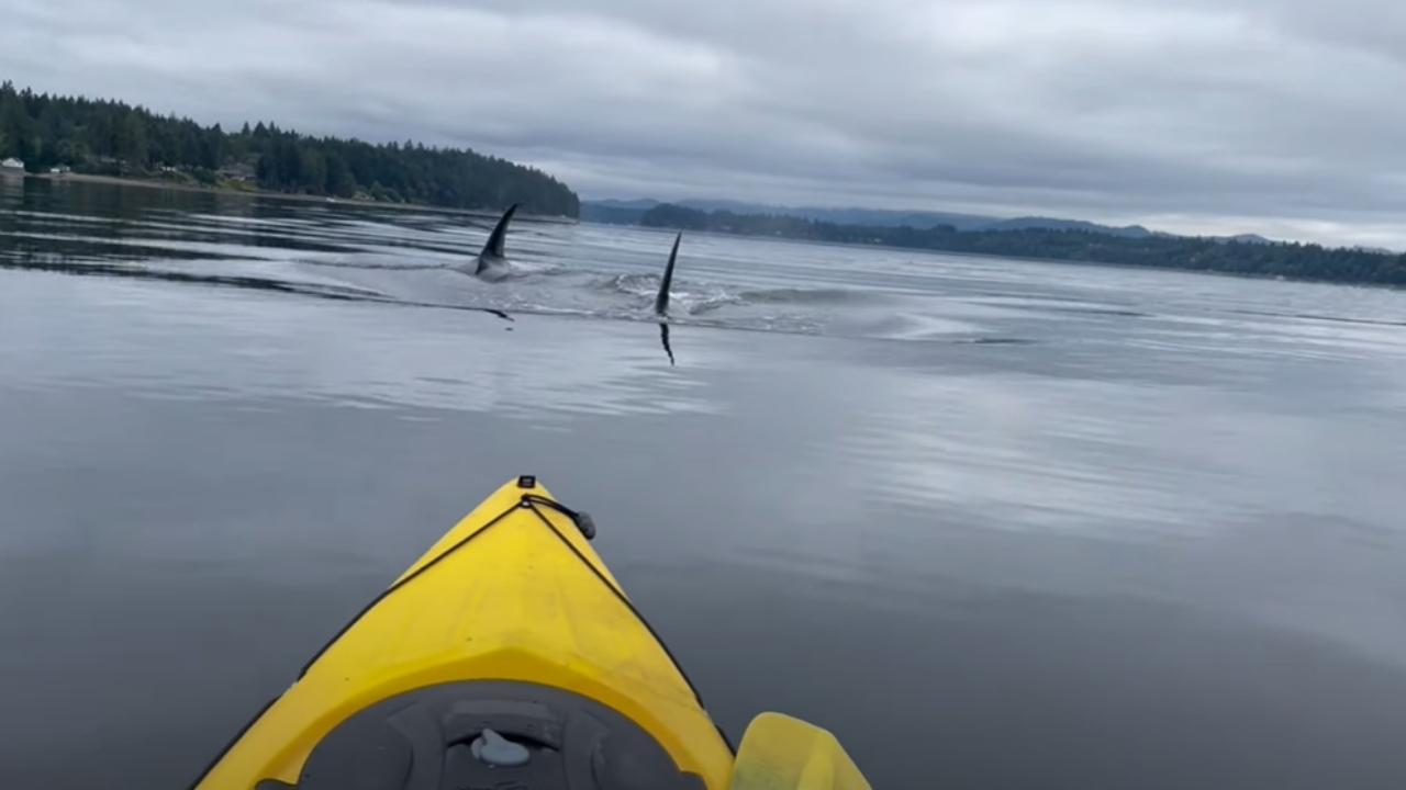 WATCH: Majestic Orcas Swim Within Feet Of Kayaker