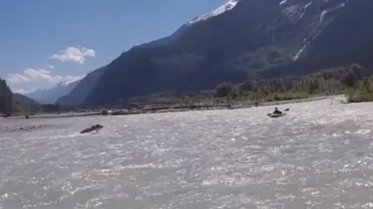 Grizzly Ambushes Kayaker (Crazy Video)