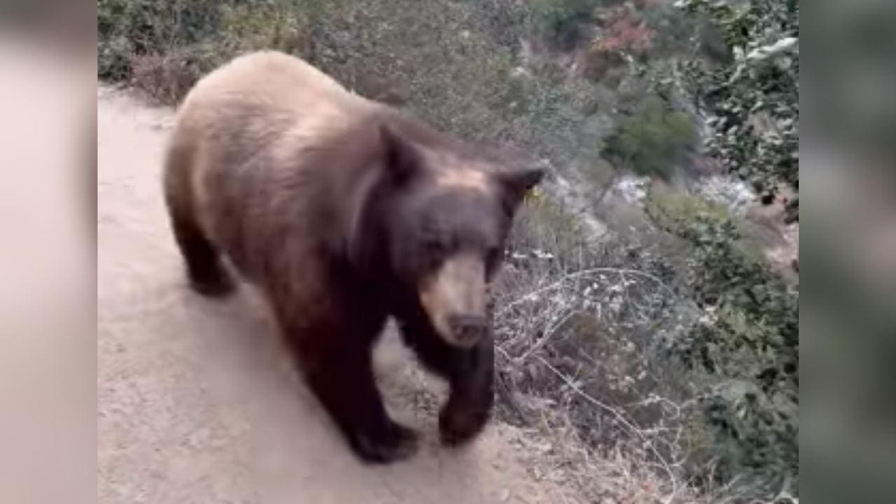 Bear Passes Hiker On Narrow Trail (Video)