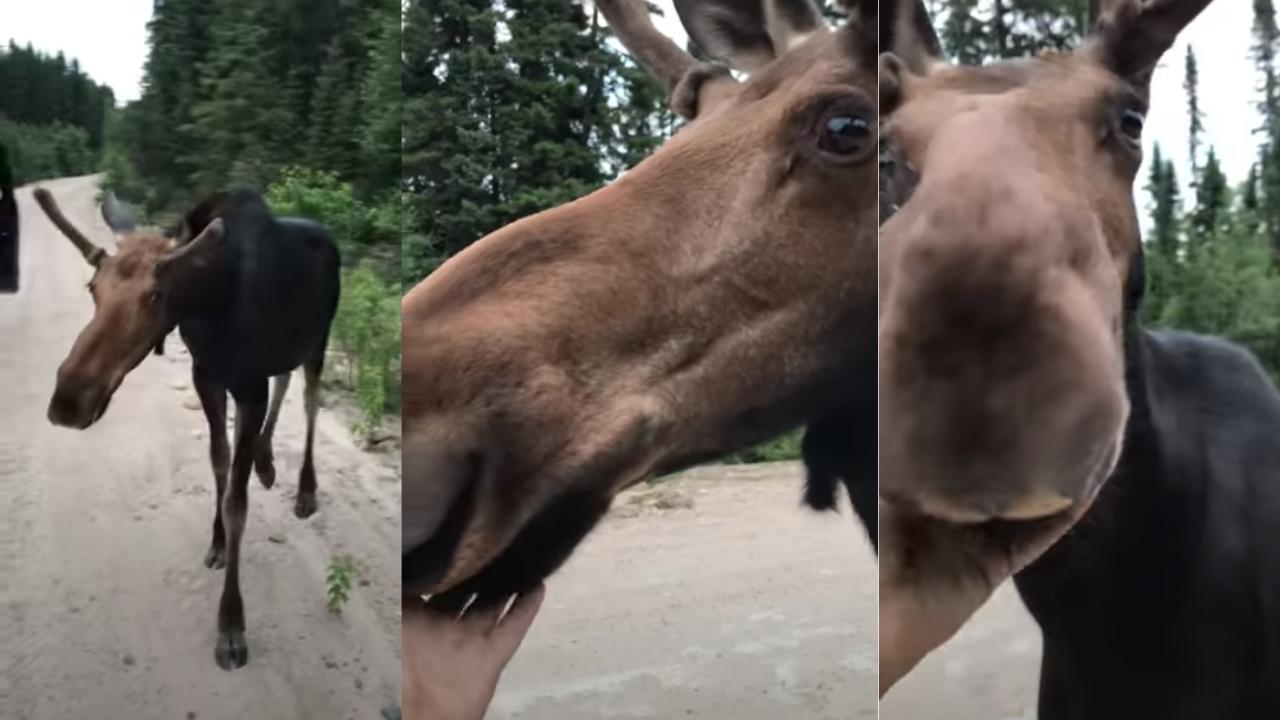 Arrogant 'Wildlife Enthusiast' Pets Wild Moose (Video)