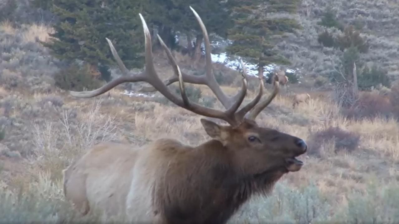 LISTEN Elk Releases Bloodcurdling Bugle To Fend Off Competition