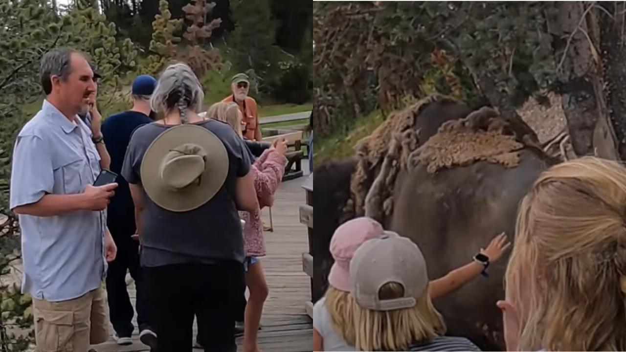 Irresponsible Parent Encourages Kid To Pet Wild Bison (Video)