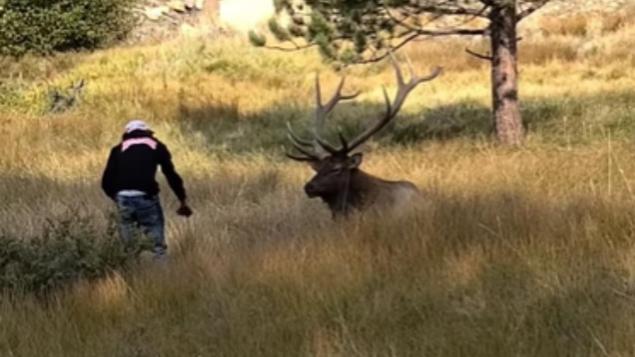 Doofus Tries To Pet Enormous Elk (Video)