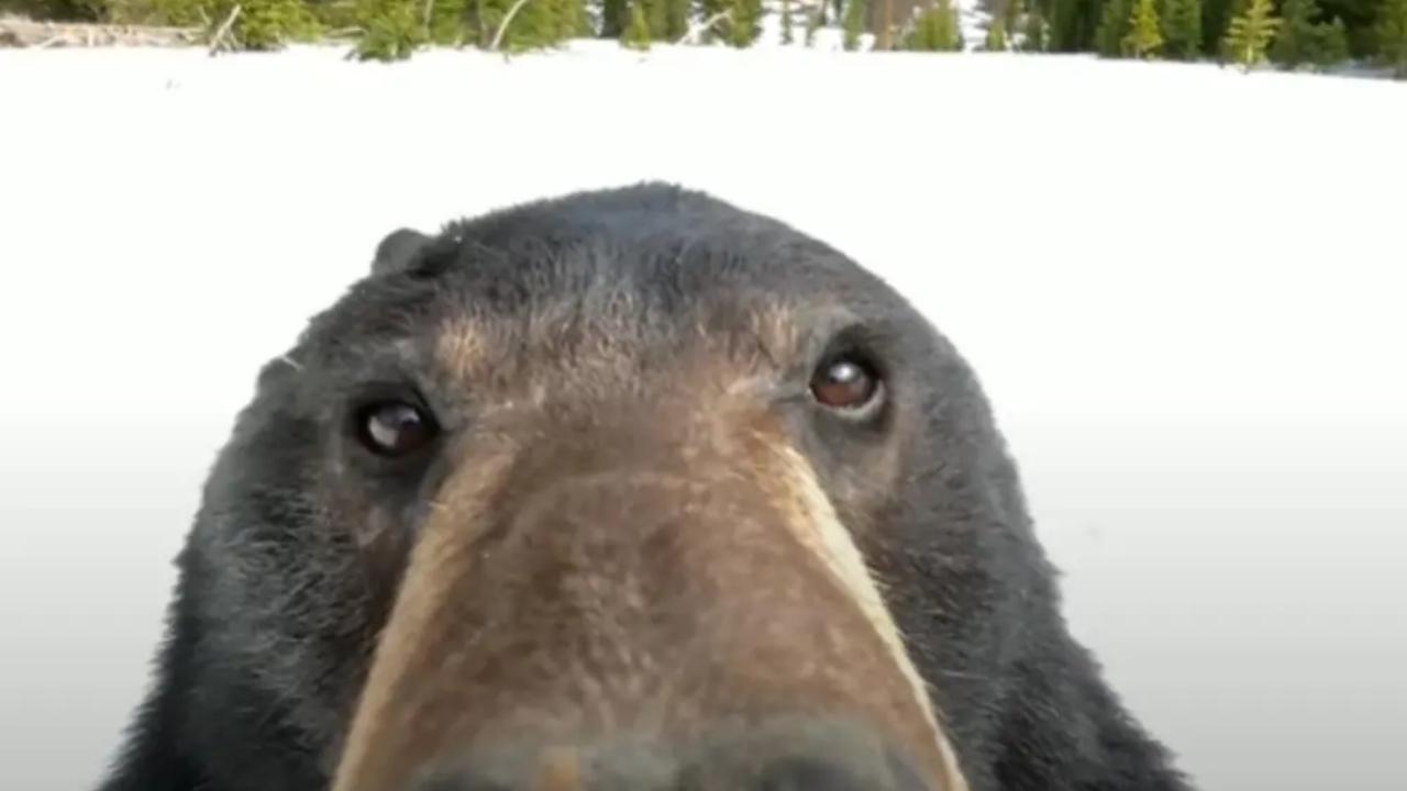 Bear Takes Selfies On GoPro Found In Snow (Watch)