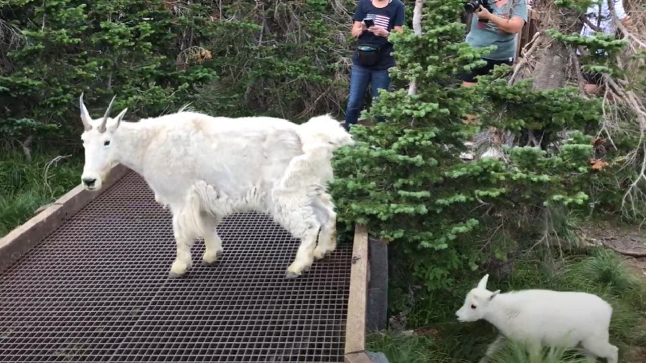 Mountain Goats Block Tourists From Crossing Hiking Trail (Video)