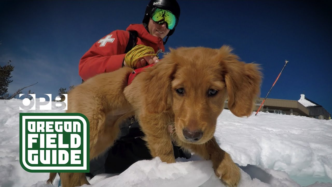 Meet The Avalanche Rescue Dogs Of Mt. Bachelor