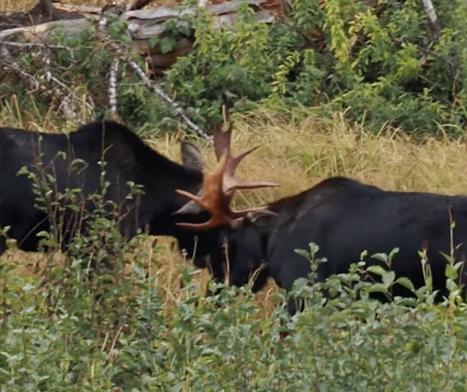 WATCH: Two Bull Moose Battle While Elk Observes From A Distance