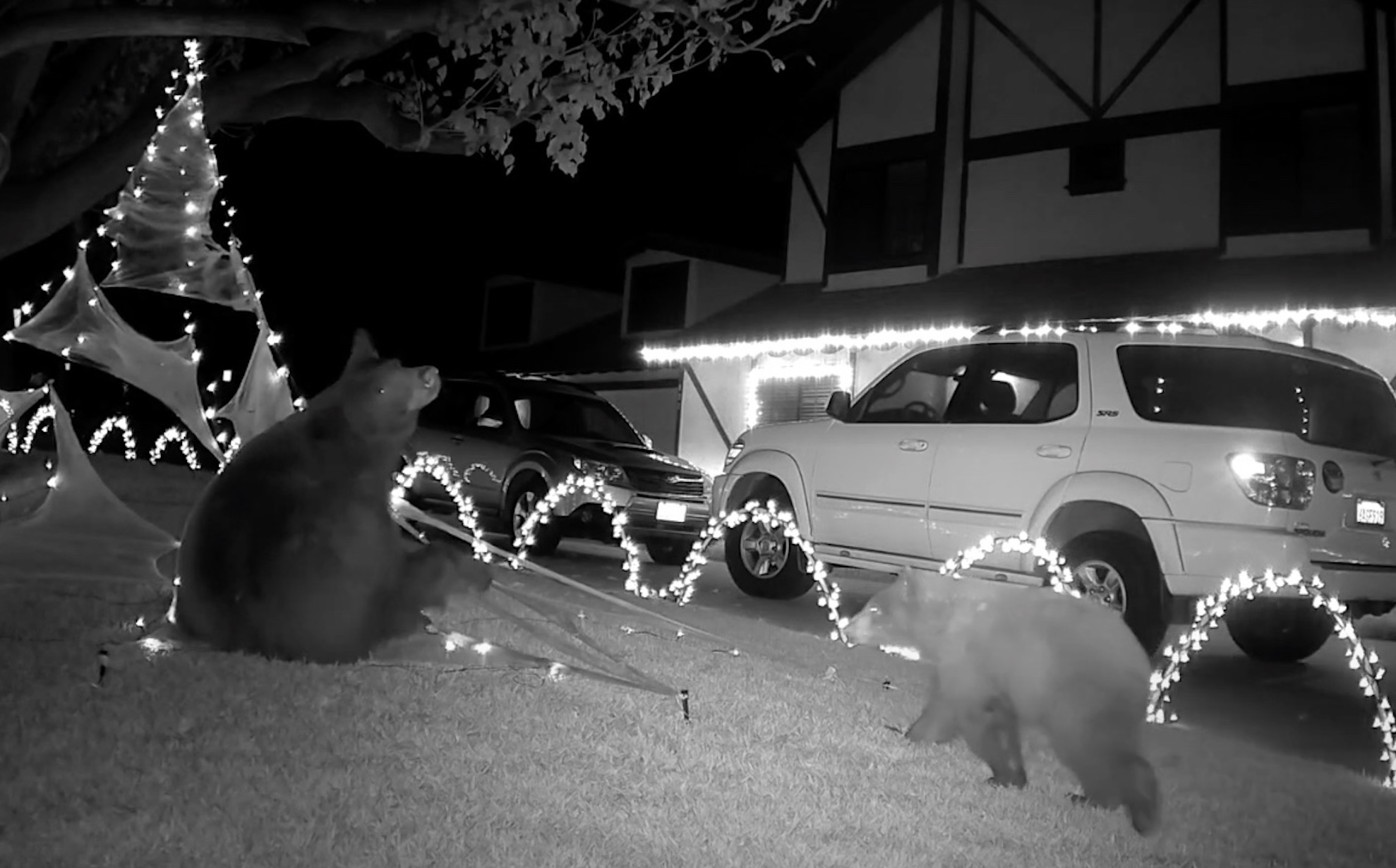 VIDEO: Mama Bear And Cubs Destroy Halloween Decorations