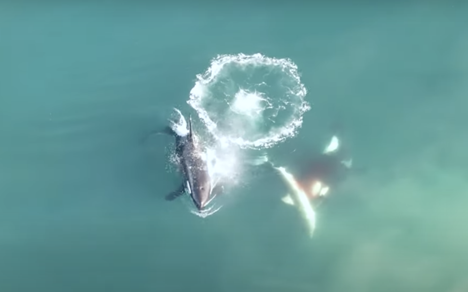 WATCH: Study Records First Ever Footage Of Orcas Hunting Great White Sharks