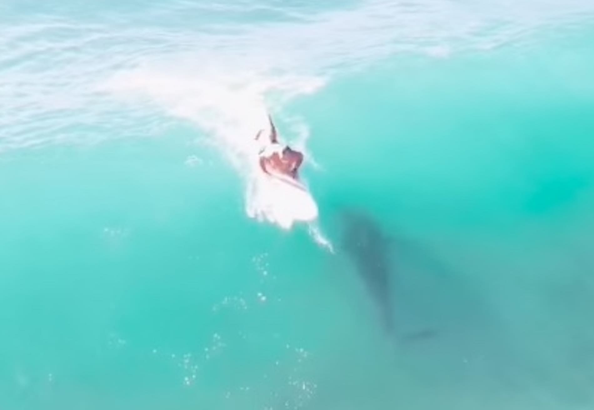 VIDEO: Surfer Rides Directly Over Shark in Honolulu