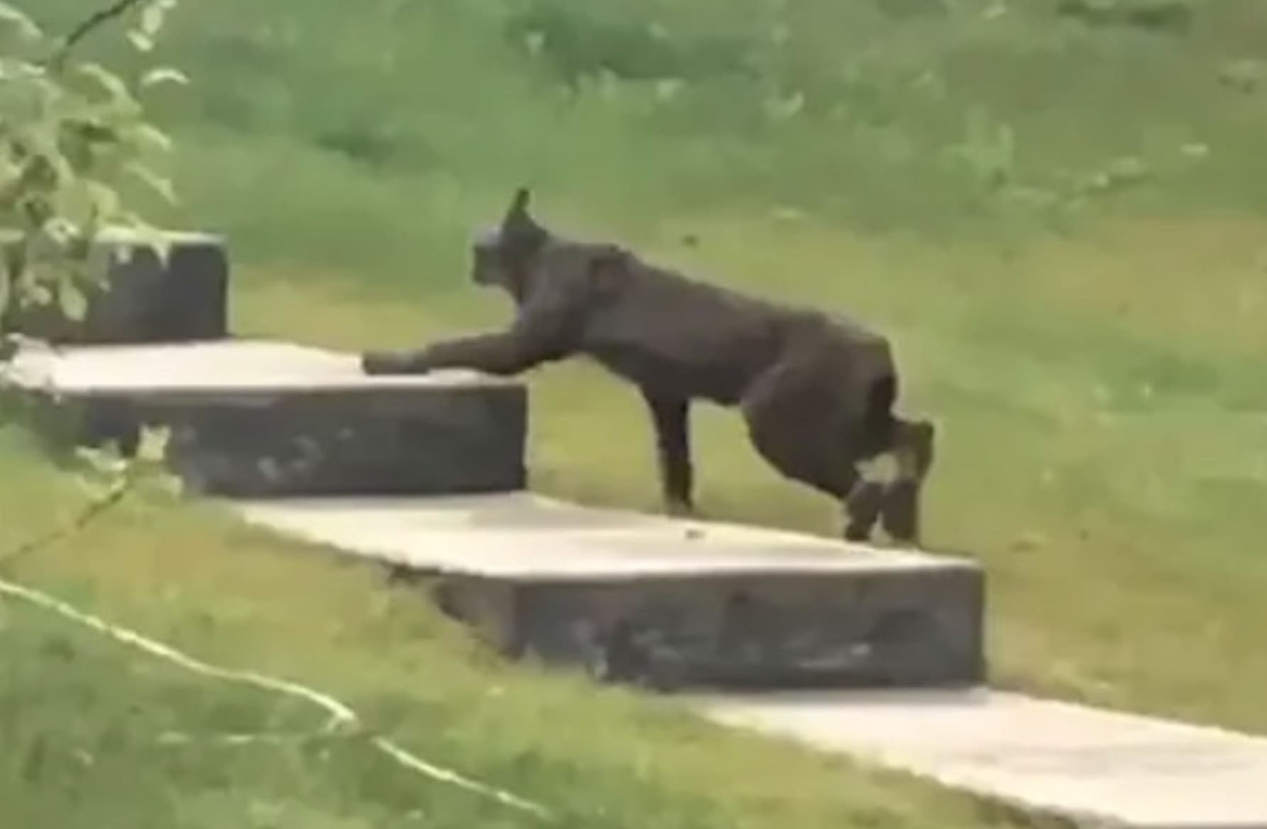 VIDEO: Black Lynx Caught On Camera For The First Time Ever