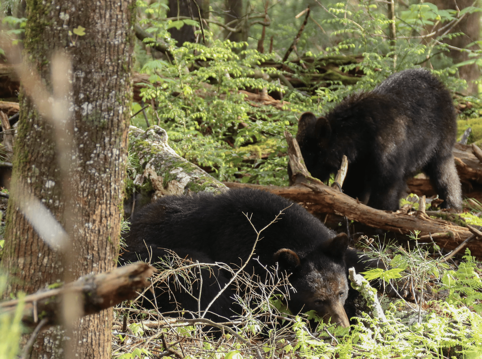 Acorn Hungry Bears Cause Closure Of Trails In Great Smoky Mountains NP