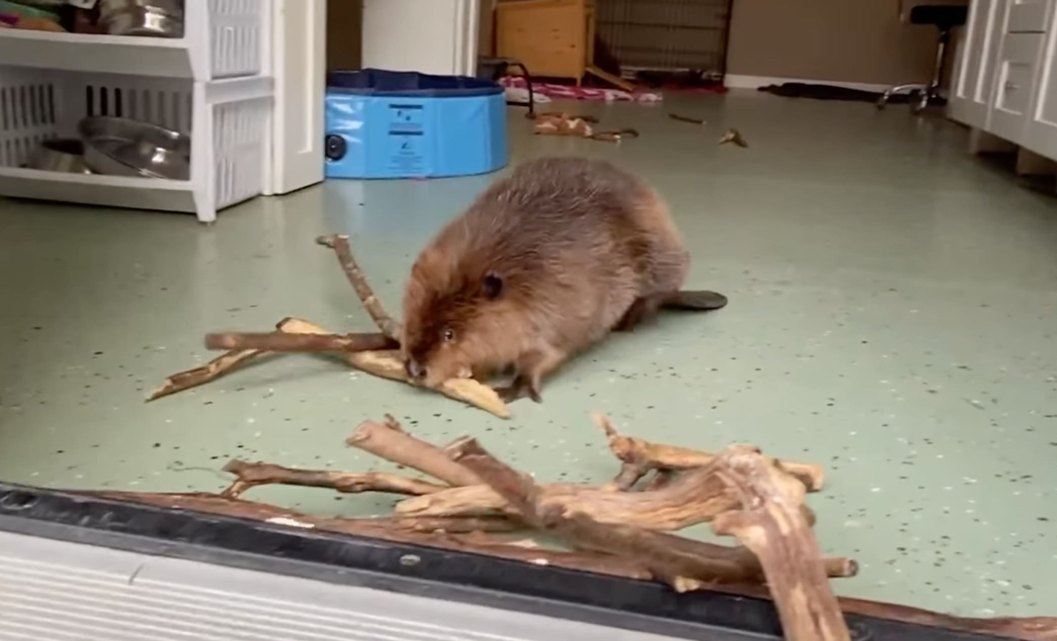 VIDEO: Rescue Beaver Instinctively Builds Dam At Rescue Facility