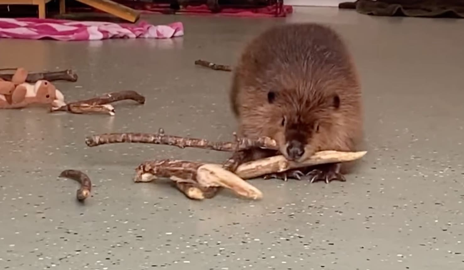 VIDEO: Rescue Beaver Instinctively Builds Dam At Rescue Facility