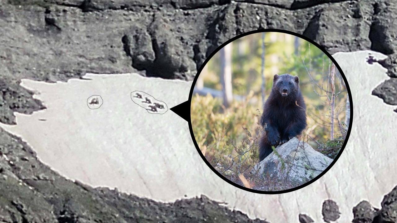 Yellowstone Guide Spots 13 Wolverines Chasing Grizzlies