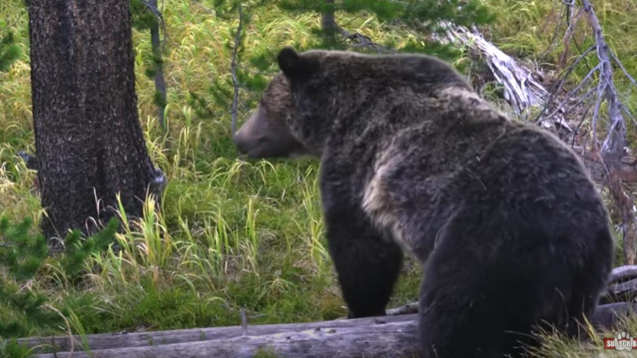 Video: Grizzly Hit By Truck In Yellowstone