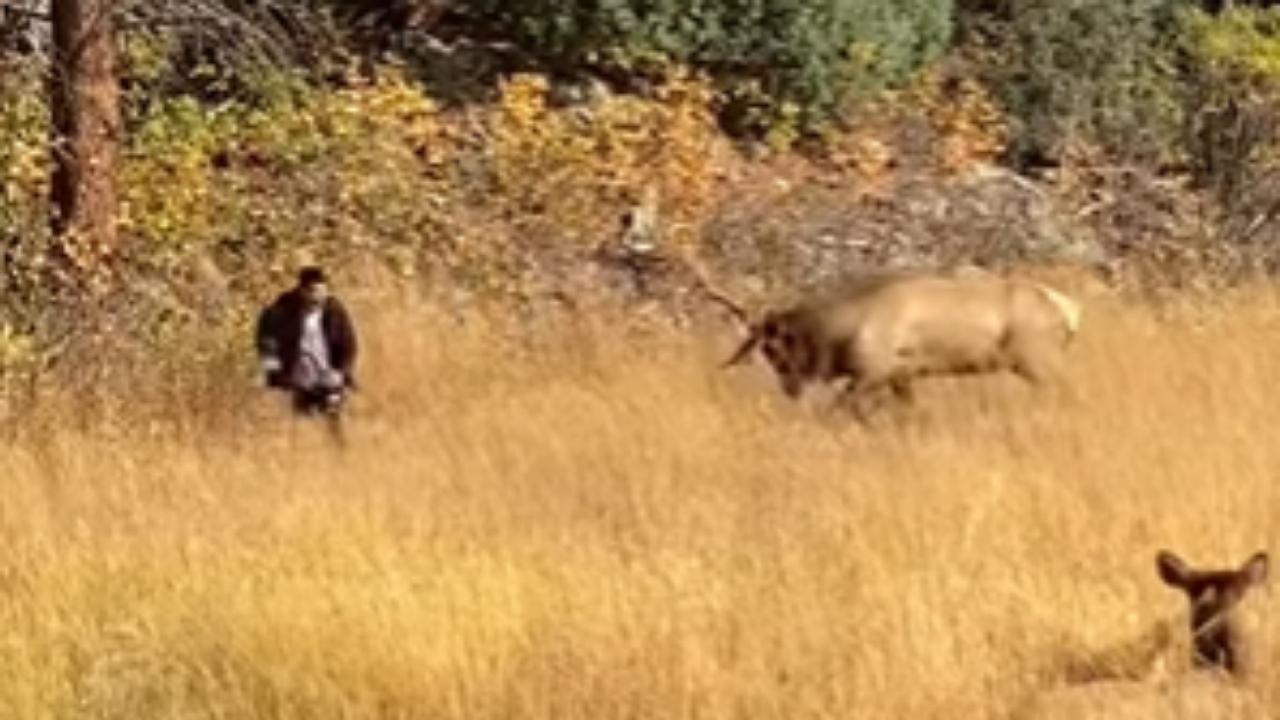 Bull Elk Scares Pesky Tourists (Watch)