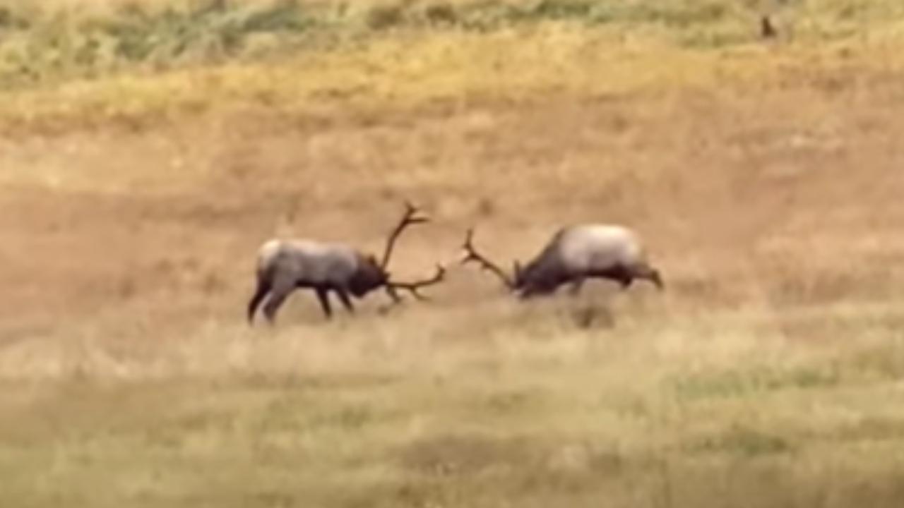 Male Elk Battle With Huge Antlers (Watch)