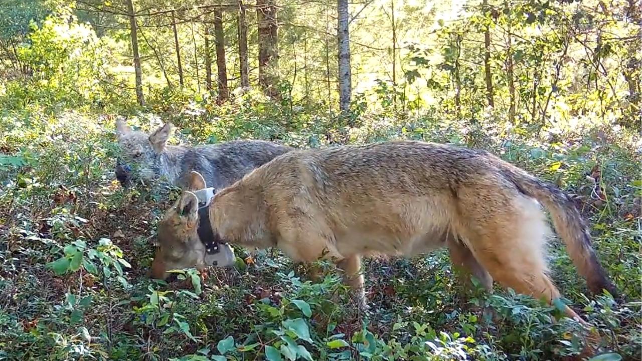 Mama Wolf And Pup Forage For Blueberries (Rare Footage)