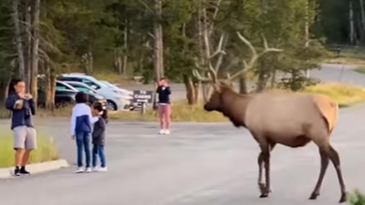 Father Snaps Photo Of Kids With Approaching Elk (Video)