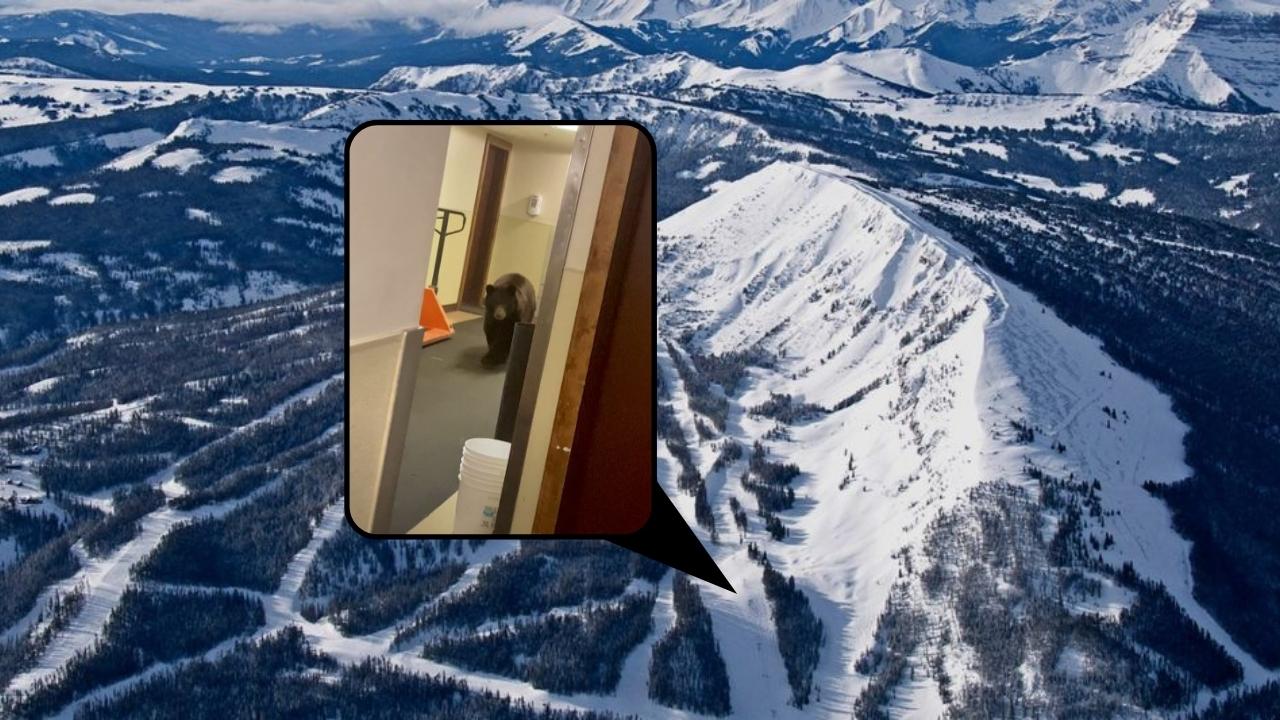 Yellowstone Club Employee Finds Bear In Basement (Video)