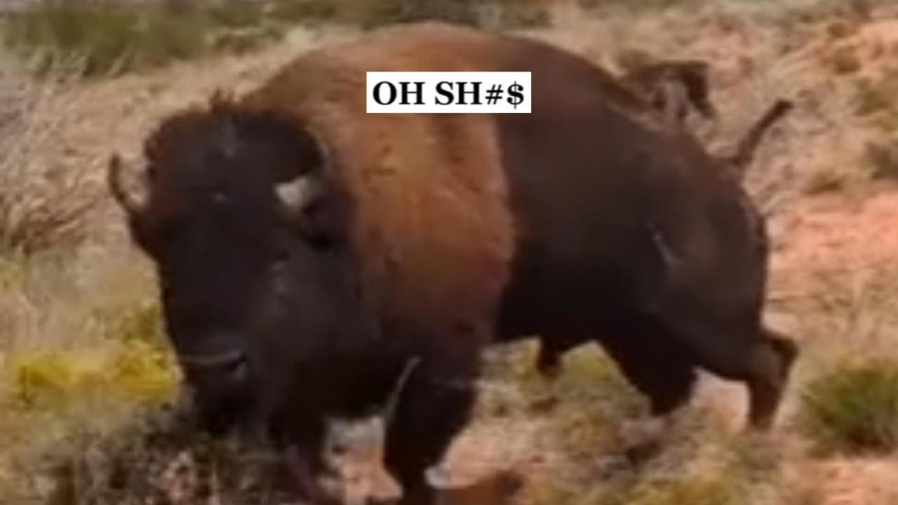 WATCH Woman Gored By Bison (She Got Too Close)