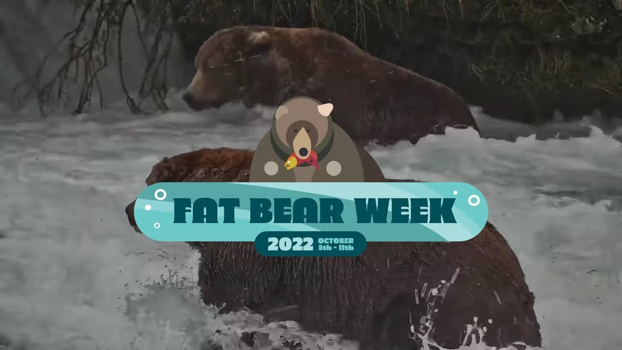WATCH: Fat Bear Week 2022 Contenders Are Here!