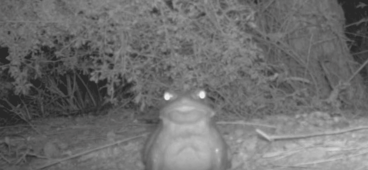 The National Park Service Wants You To Stop Licking The Hypnotoad