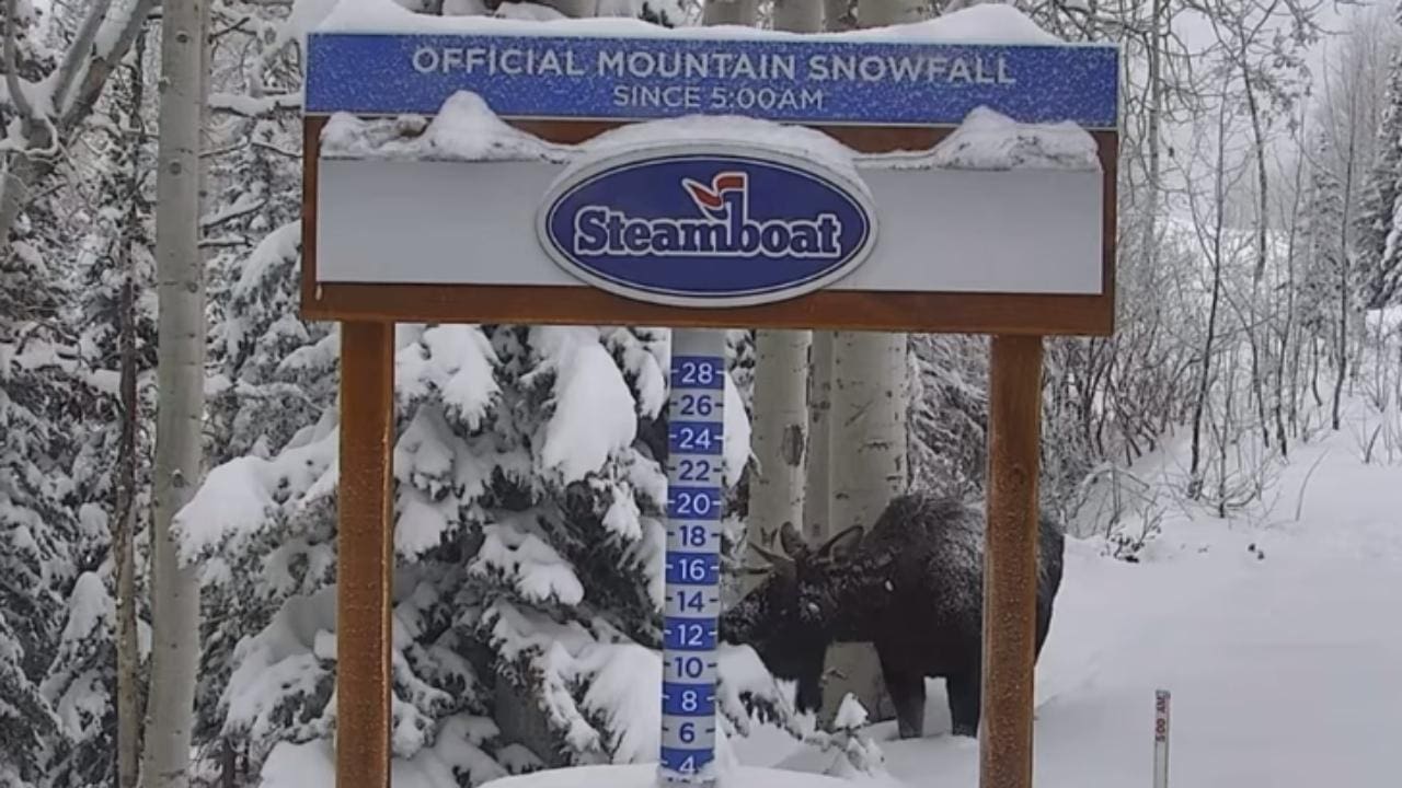 Curious Moose Spotted By Ski Resort's Snow Webcam (Watch)