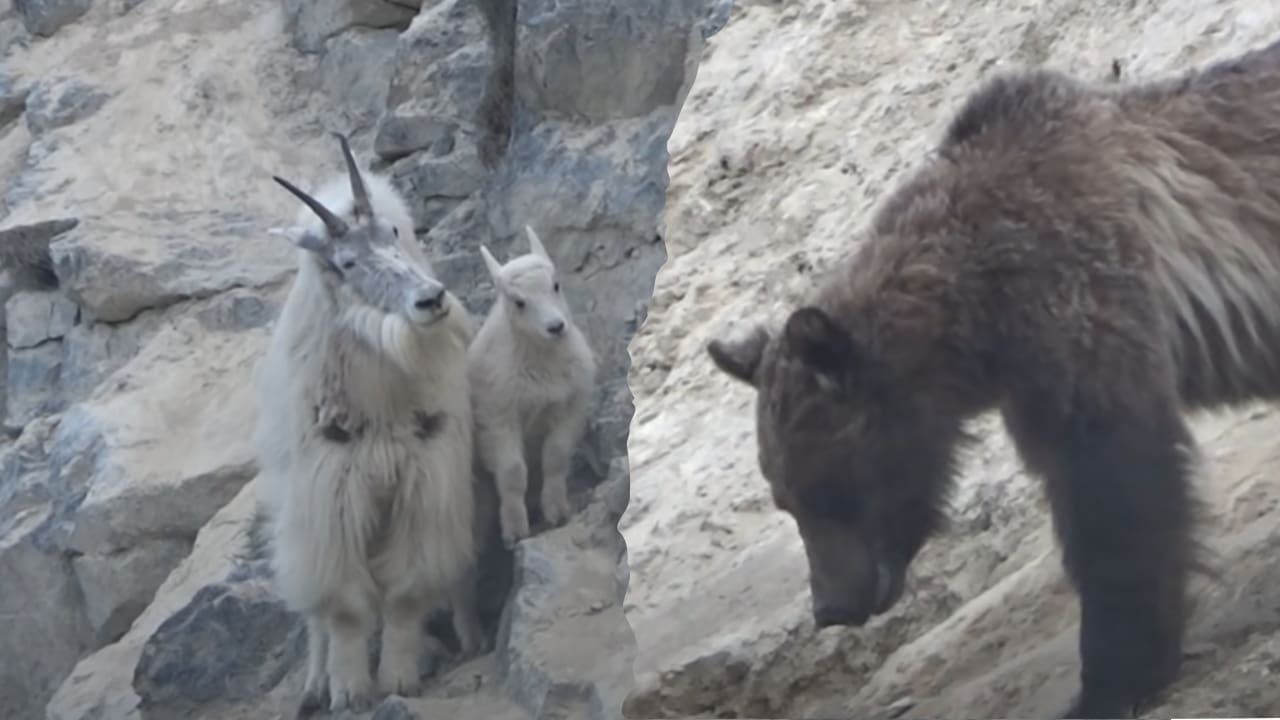Mountain Goats Evade Grizzly On Cliff (Watch)