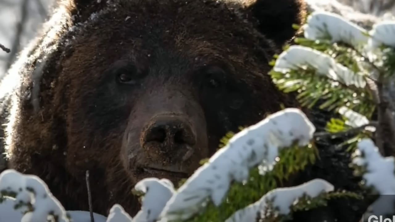 "The Boss"- Banff's Legendary Grizzly That's Fathered 70% Of All Cubs