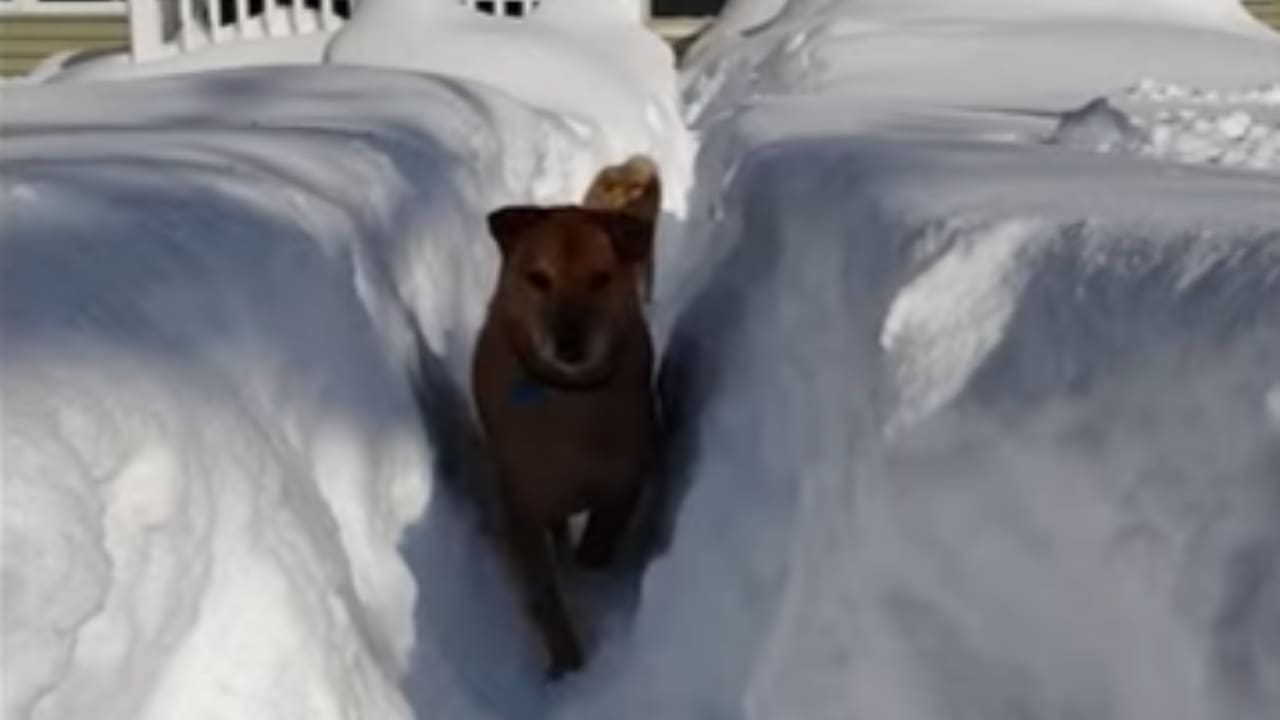 can dogs play in the snow