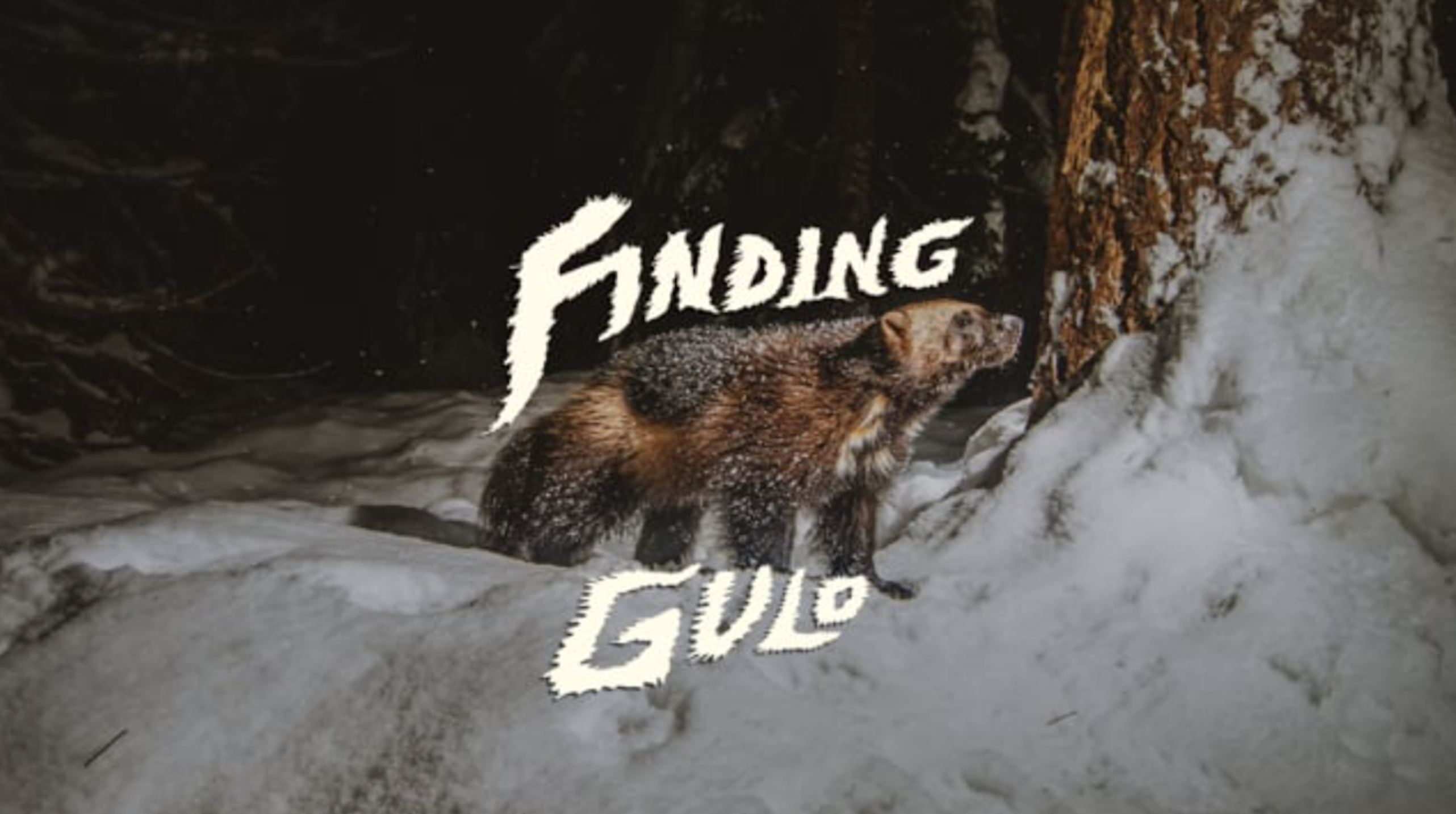 WATCH: Backcountry Guide & Field Biologist Set Out To Document Elusive Wolverine Population