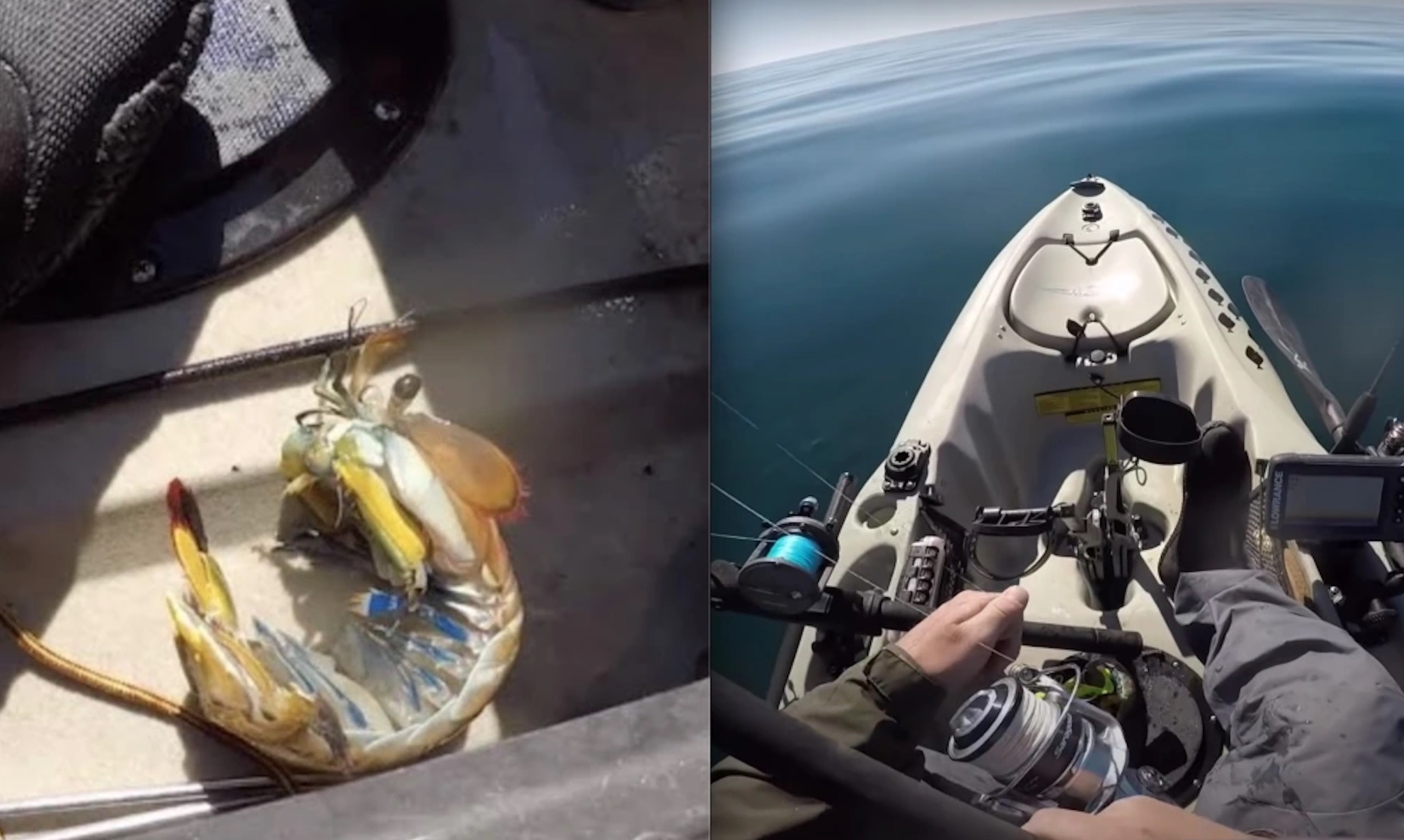 VIDEO: Mantis Shrimp Punches Hole In Fisherman's Foot