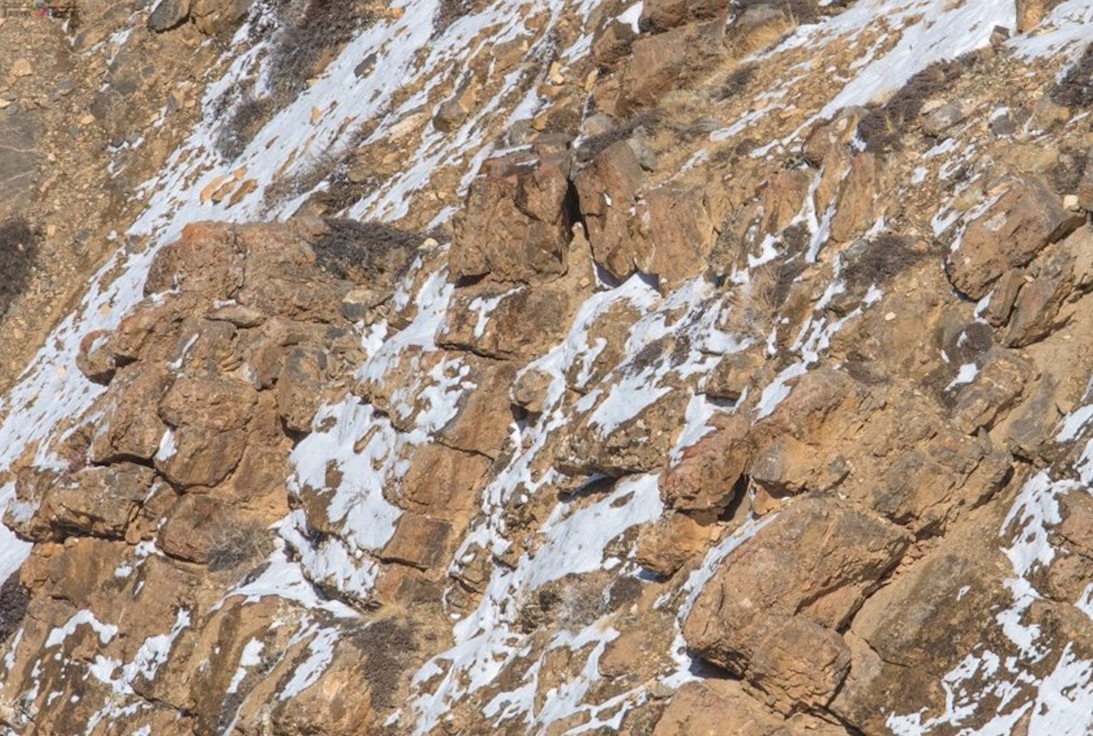 Can You Spot the Snow Leopard Camouflaged In This Photo?