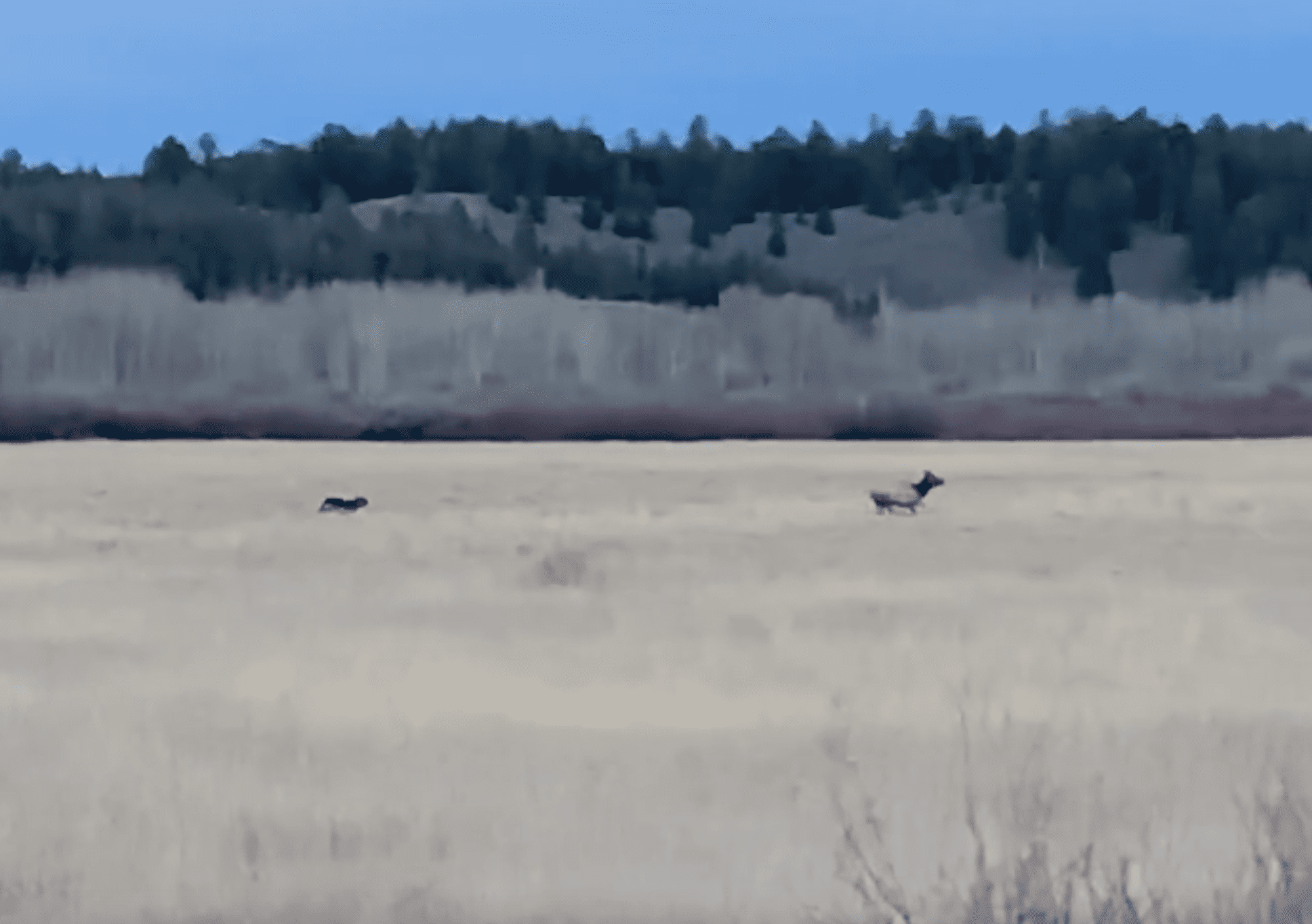 VIDEO: Intense Wolf Vs. Elk Chase In Teton Mountains